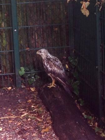 Vogelrettung1Homepage