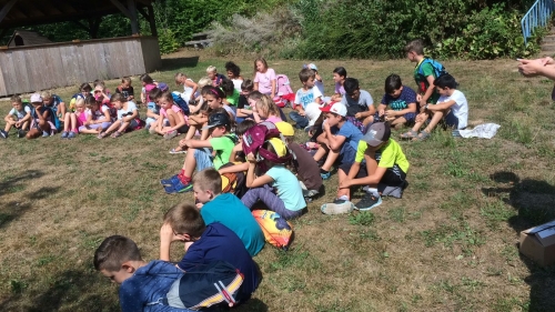 Bienen auf der Wiese