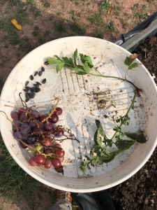 Rechnen Schulgarten3