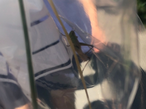 Wiesentag 2a und b 006