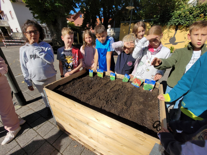 Hochbeete 3bIMG 0750