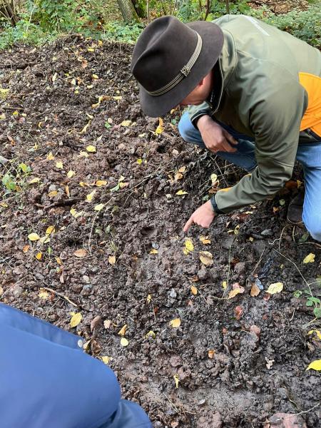 Waldausflug Fledermäuse811bed4c f2ff 43d0 8c27 c171f433a386