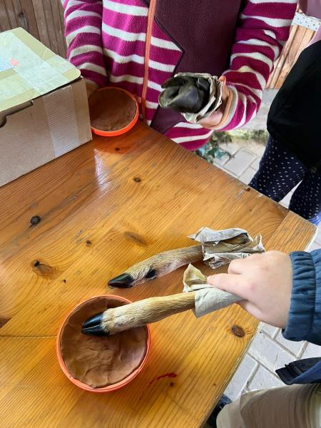 Waldausflug Fledermäusef51a7132 5f33 4228 8d52 17e3426ad8c2