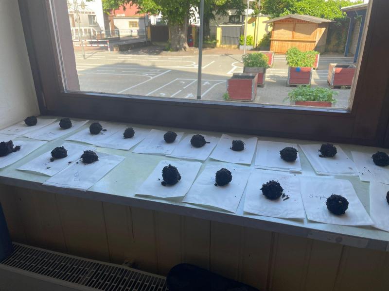 Ameise und Biene Projekt1316efb6 25cb 4cc9 b4f3 351b4be15d75