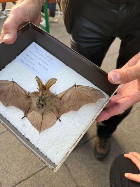 Klassenfahrt Fledermäuse0ed05868 0ffa 4863 9134 db23f90ffae3