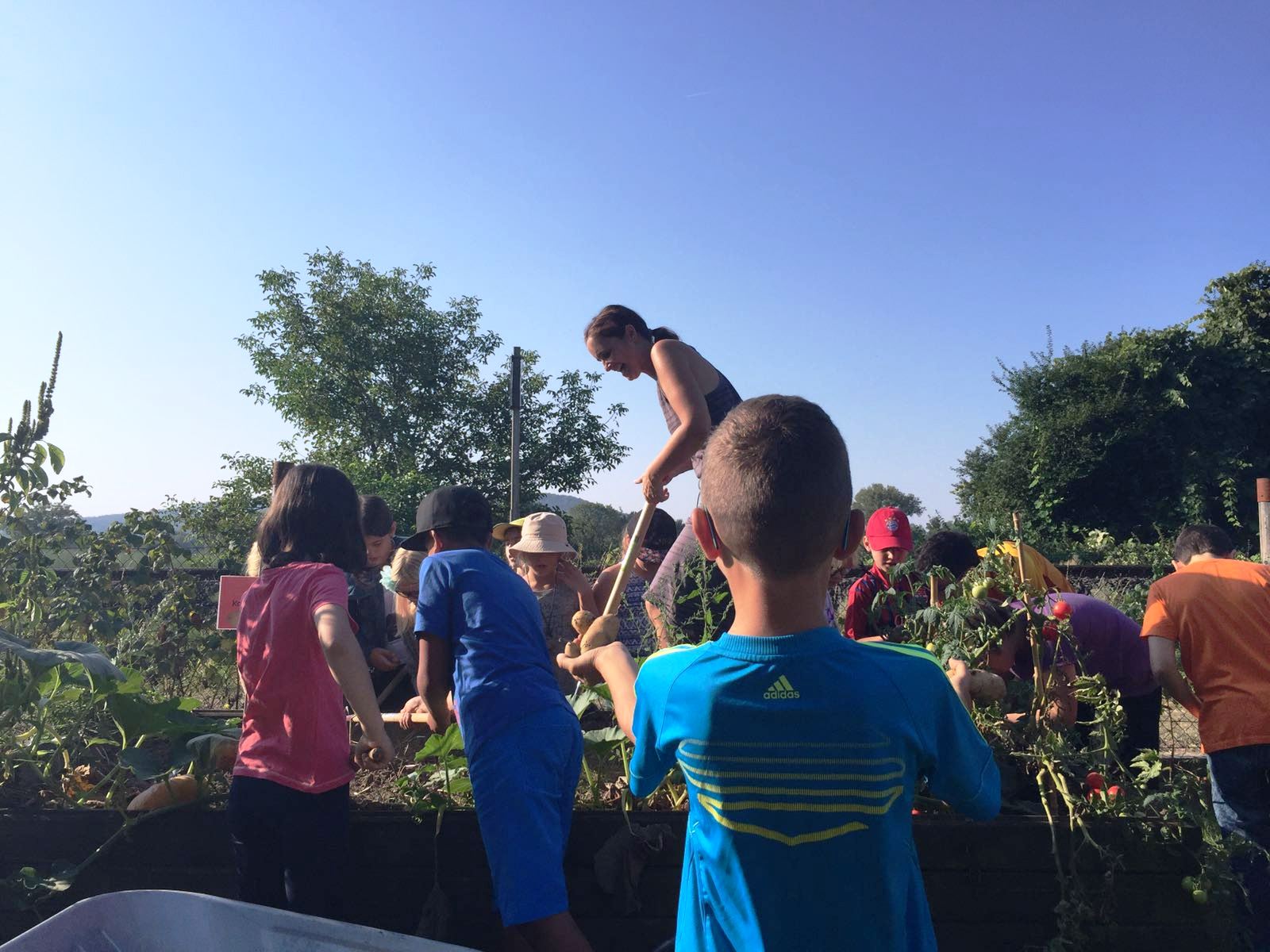 Kartoffeln ausmachen1